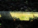 image of grave number 283453